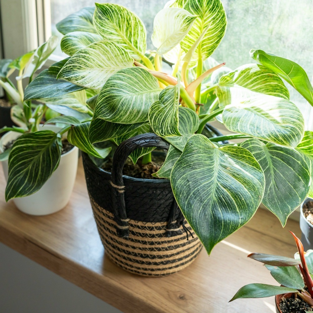 rafraîchir son intérieur en été avec des plantes